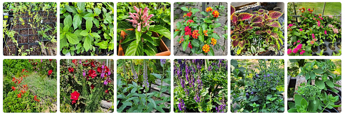 300+ varieties of Perennials and Natives