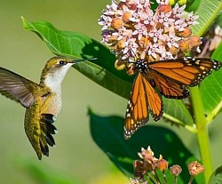 Monarch and hummingbird